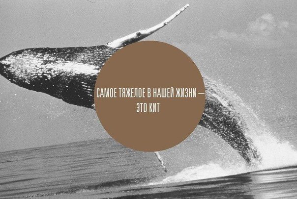 604x406, 62 Kb / кит