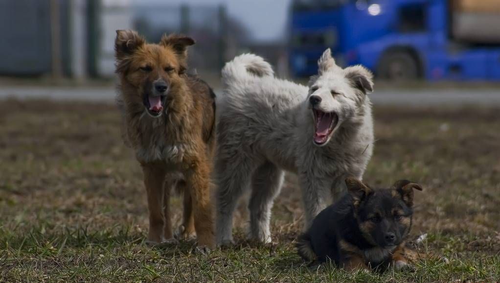 1022x578, 70 Kb / собака, зевака, трава, пасть