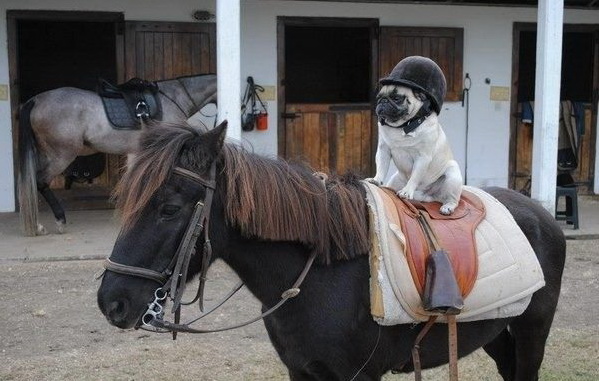 599x381, 89 Kb / собака, лошадь, пони, шлем