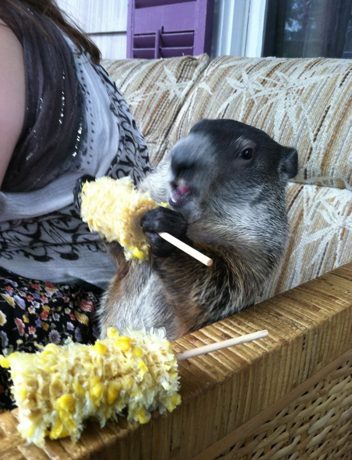 716x937, 257 Kb / кукуруза, диван, грызун