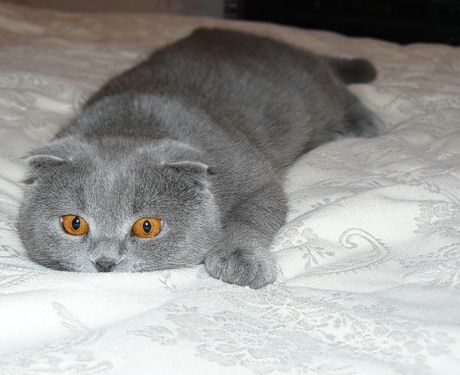 460x375, 98 Kb / кот, одеяло