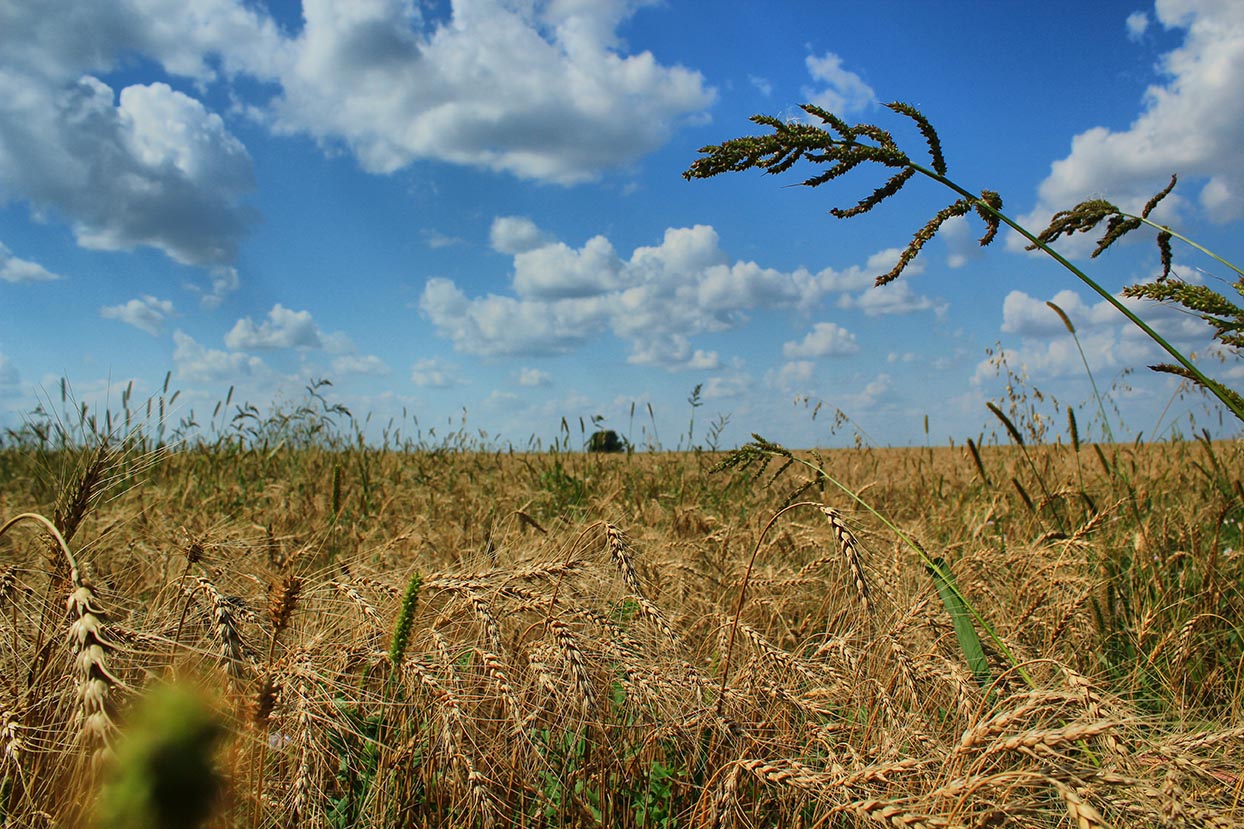 1244x829, 291 Kb / рожь, hdr, небо, сорняки, ботва