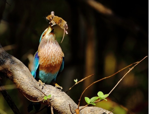 608x465, 79 Kb / птица, мышь, еда, добыча