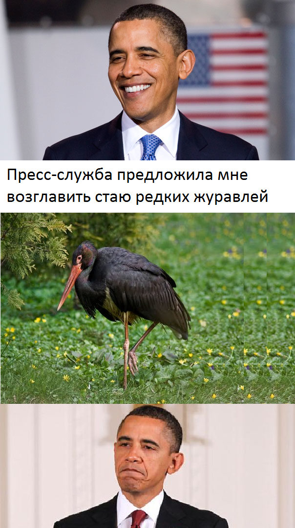 604x1080, 141 Kb / обама, журавль
