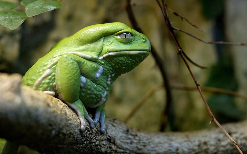 800x500, 67 Kb / лягушка, жаба