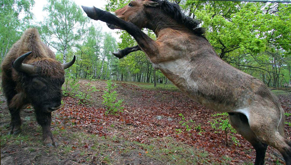 990x562, 201 Kb / зубр, лошадь, парк, береза