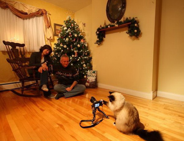 600x461, 88 Kb / кот, фотоаппарат, елка, комната