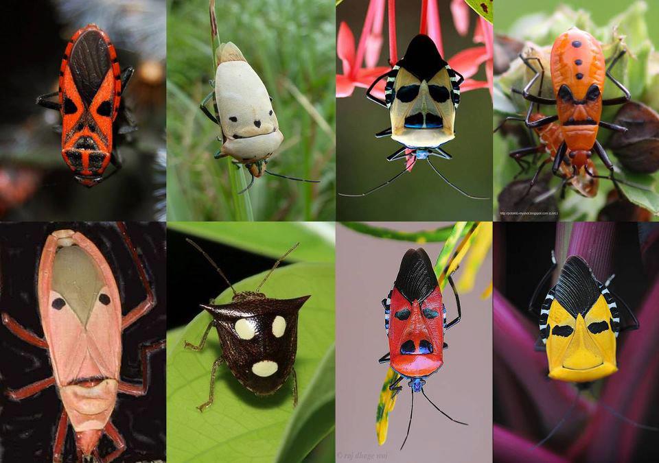 960x675, 92 Kb / лица, морды, жуки, клопы