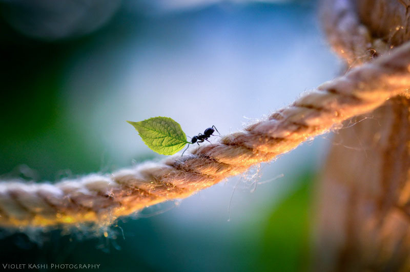 800x531, 106 Kb / муравей, веревка, лист, работа