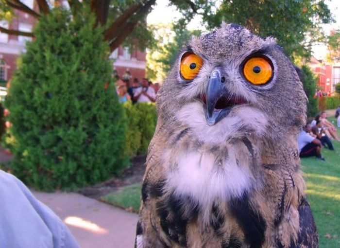 700x510, 66 Kb / филин, взгляд