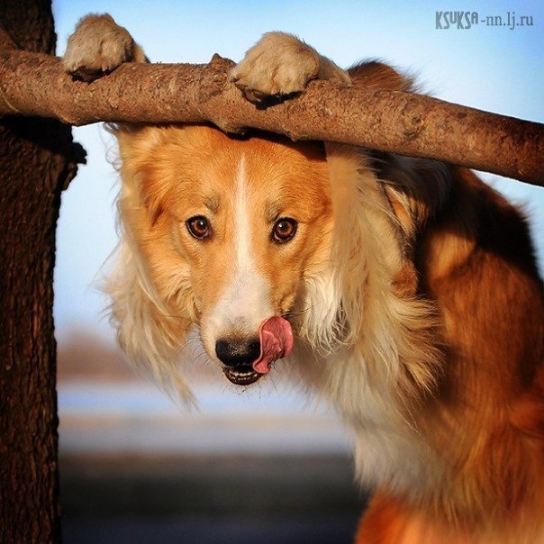 604x604, 82 Kb / колли, собака