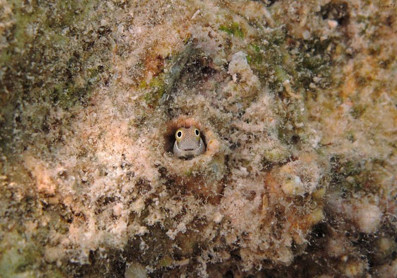 800x561, 100 Kb / неведомая, малек, нора