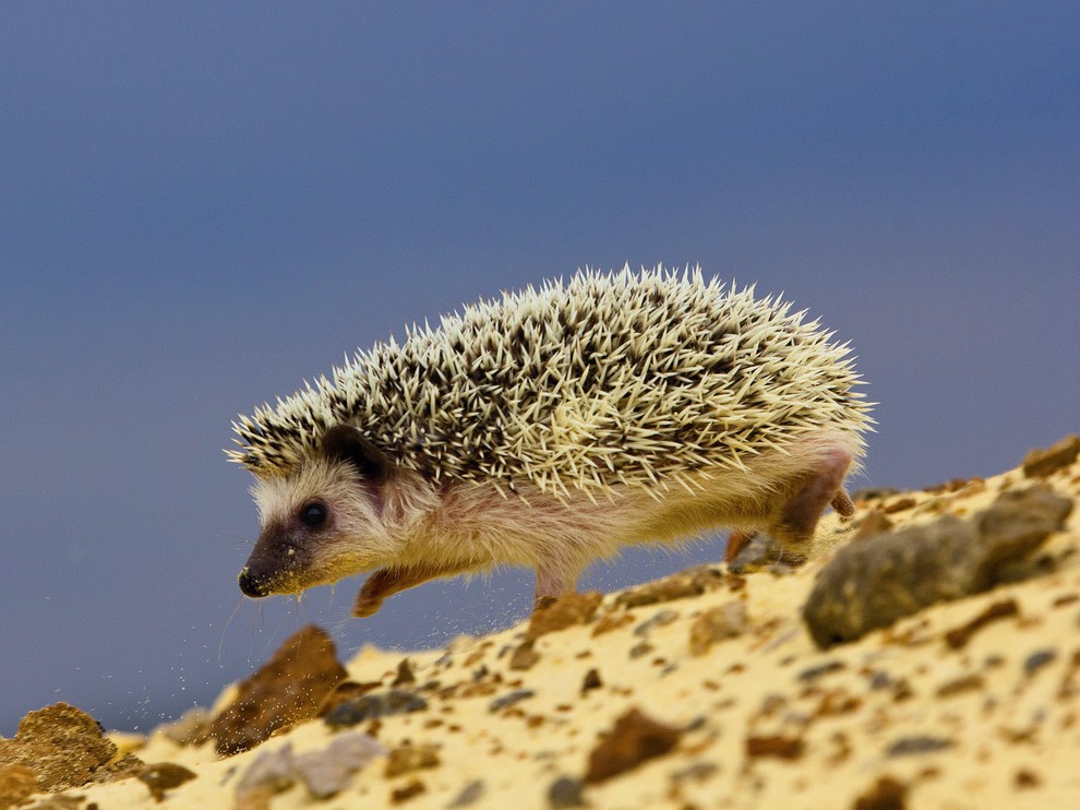 990x742, 160 Kb / ёж