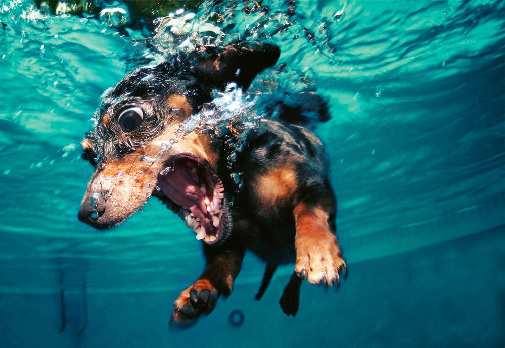 999x689, 297 Kb / собака, бассейн, вода, нырять