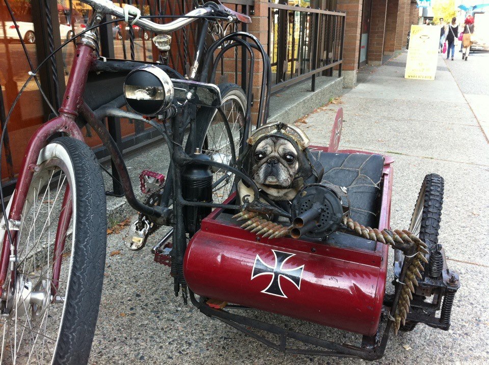 960x717, 242 Kb / пулемет,собака,дорога,отражение