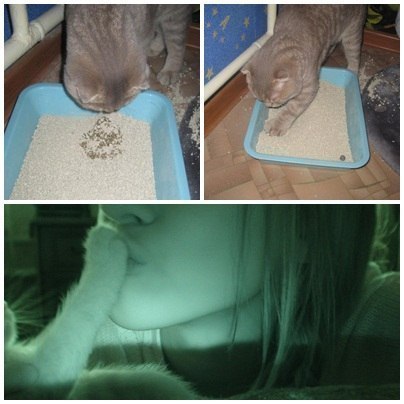 404x404, 32 Kb / кот, какашка, лапа