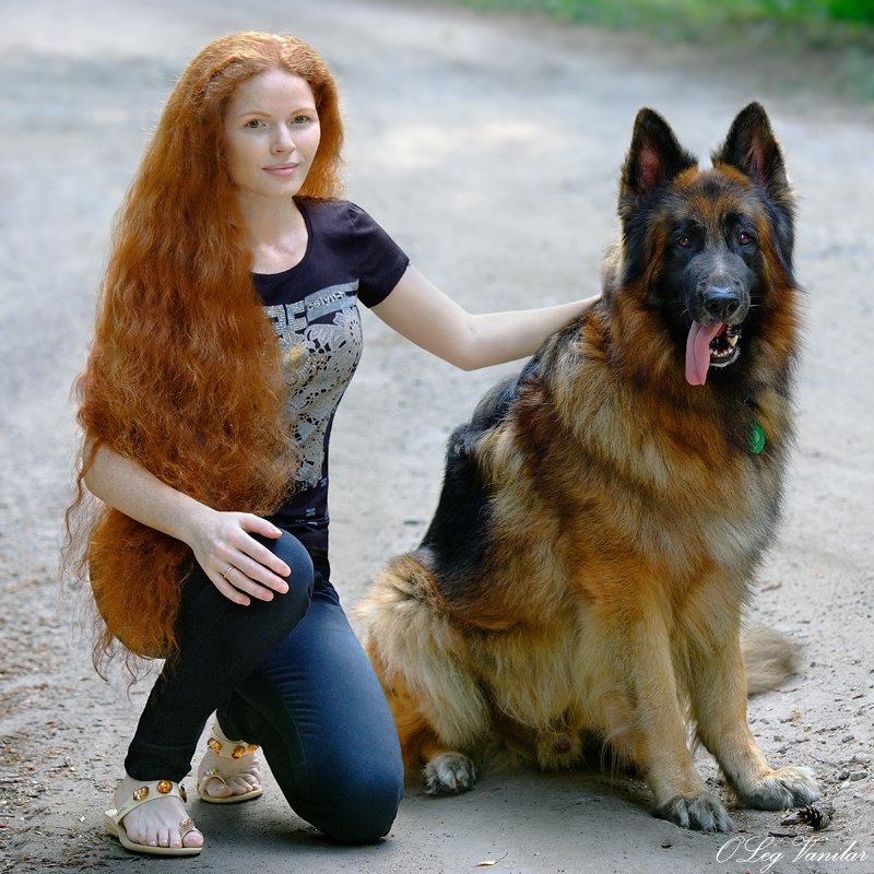 800x800, 147 Kb / волосы, лохматая, девушка, рыжая, собака, овчарка, пёс