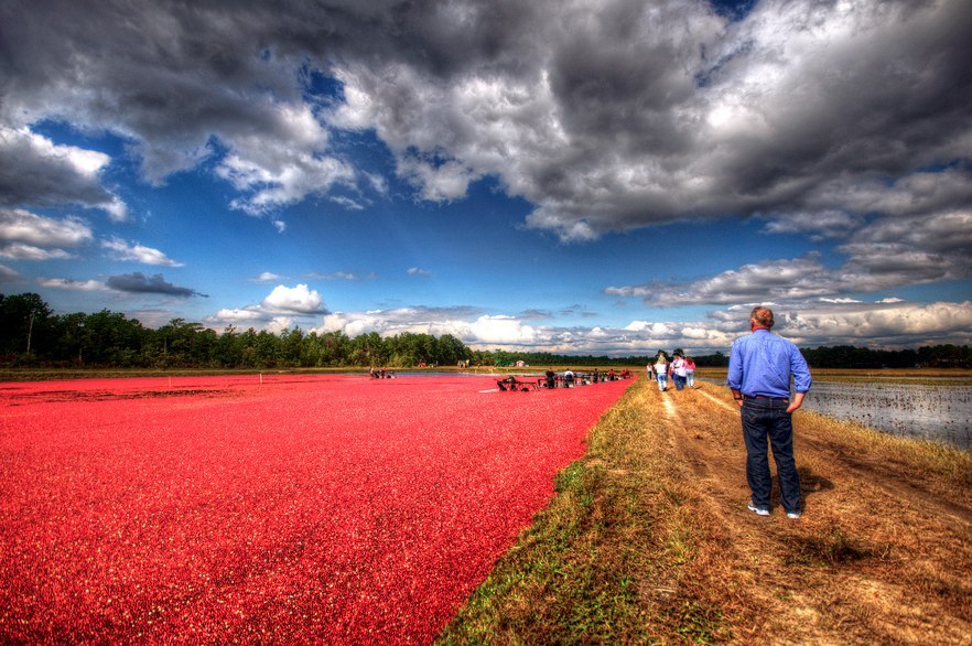 882x586, 161 Kb / клюква, канада, осень, красное, море, сбор урожая