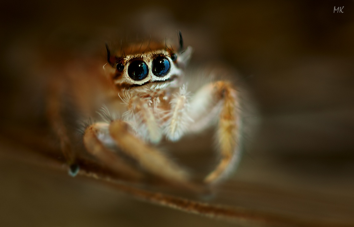 1150x739, 129 Kb / паук, макро, глаза