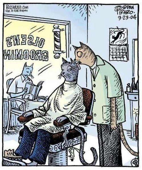 500x596, 79 Kb / коты, рисунок, парикмахерская