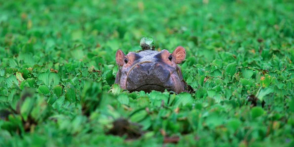 1190x595, 204 Kb / бегемот, зелень, растительность