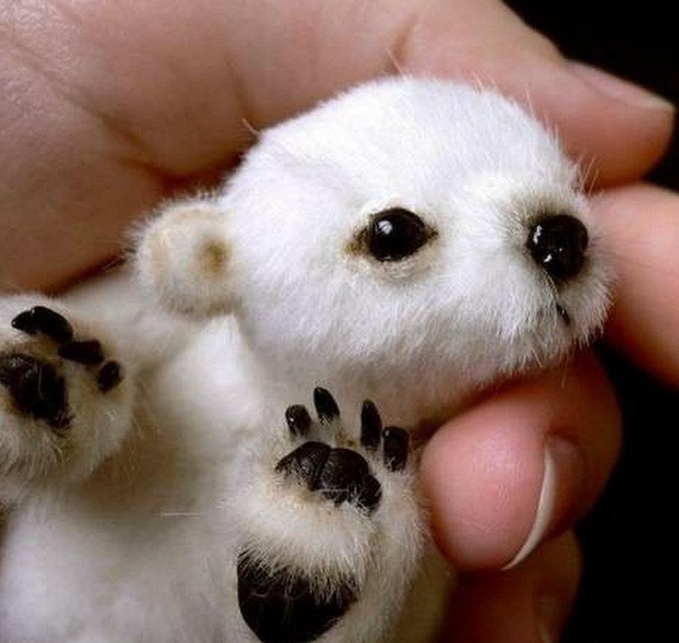 960x909, 93 Kb / мишка, белый, полярный, игрушка