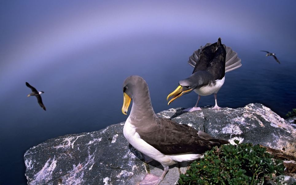 964x603, 78 Kb / птица, скала, море