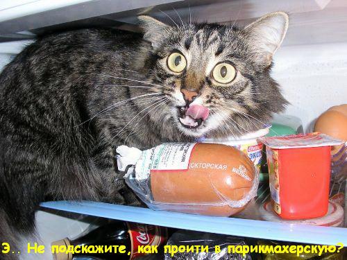 500x375, 49 Kb / кот, докторская