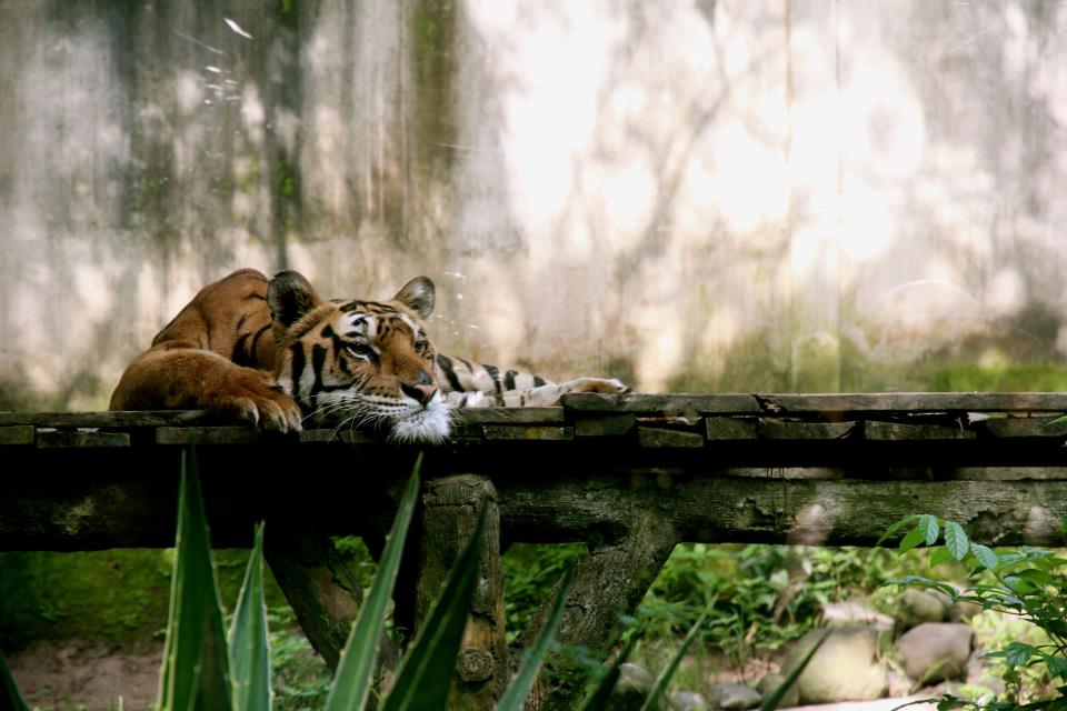 960x640, 76 Kb / тигр