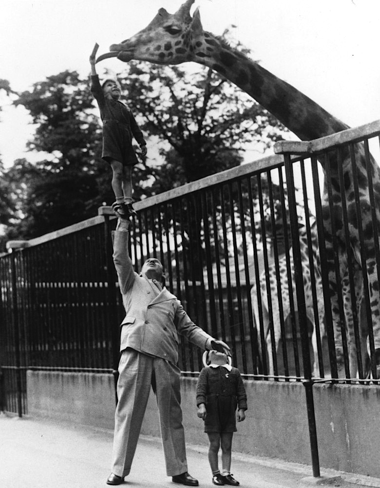 780x1000, 196 Kb / жираф, ч/б