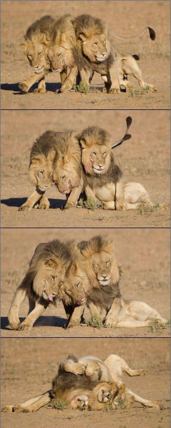 650x1628, 177 Kb / львы, лев, саванна