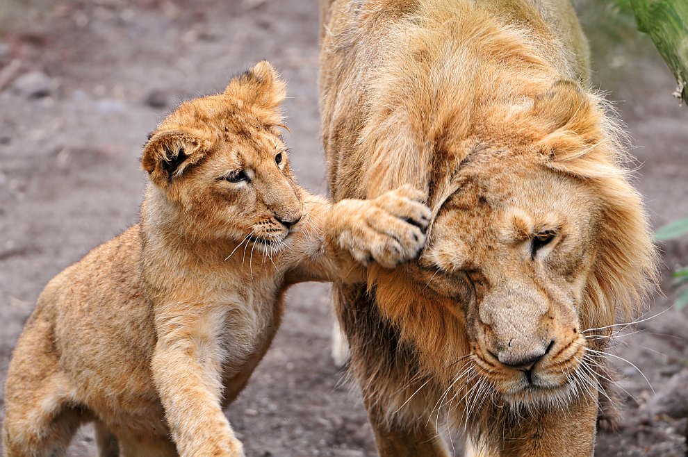 990x658, 189 Kb / львенок, лев, лапа