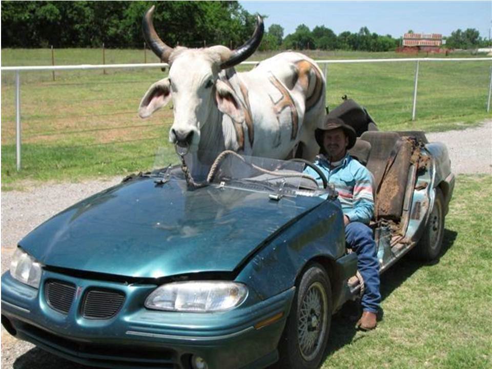 960x720, 89 Kb / корова, кабриолет, понтиак, реднек