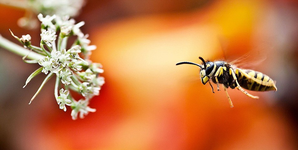 951x481, 121 Kb / осы, марко