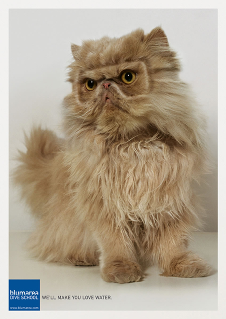 450x637, 170 Kb / кот, реклама