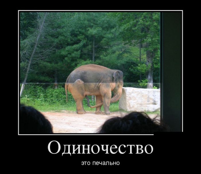 700x604, 52 Kb / одиночество, слон