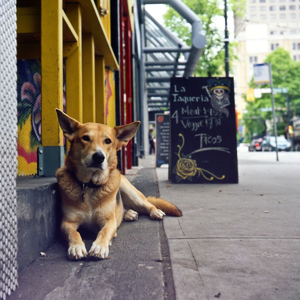 1024x1024, 174 Kb / собака, рыжая