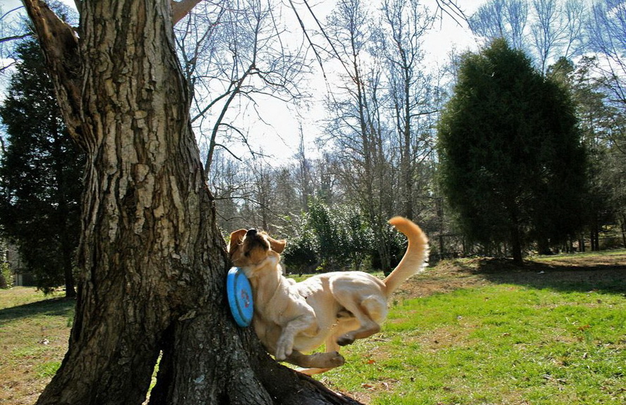 887x575, 284 Kb / собака, пес, дерево, тарелка, удар