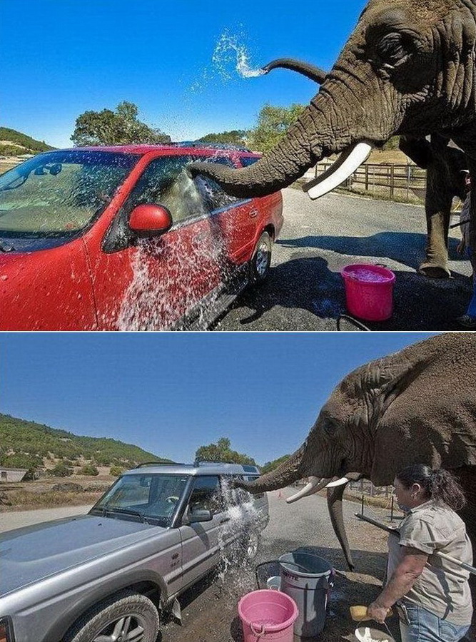 667x900, 297 Kb / мойка, слон, машина