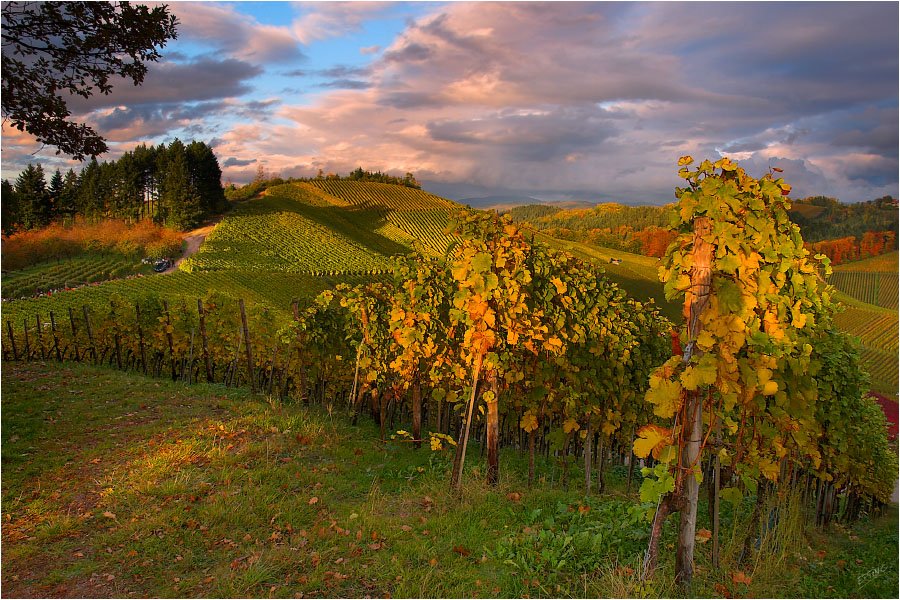 900x600, 187 Kb / пейзаж, виноградник