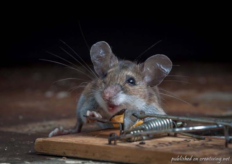 800x568, 52 Kb / мышь, мышеловка