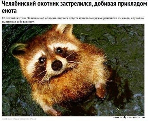 513x419, 67 Kb / енот, охотник, ружье, самоубийство, застрелился