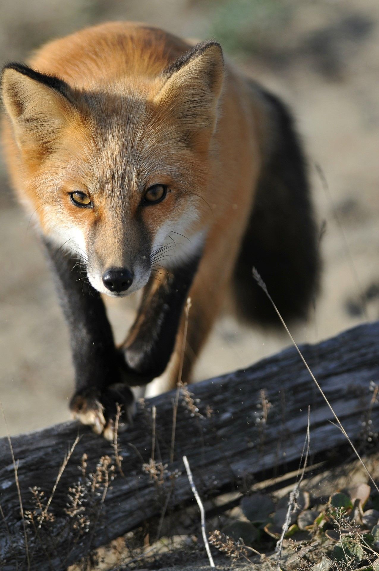 1275x1920, 275 Kb / лисица, рыжая