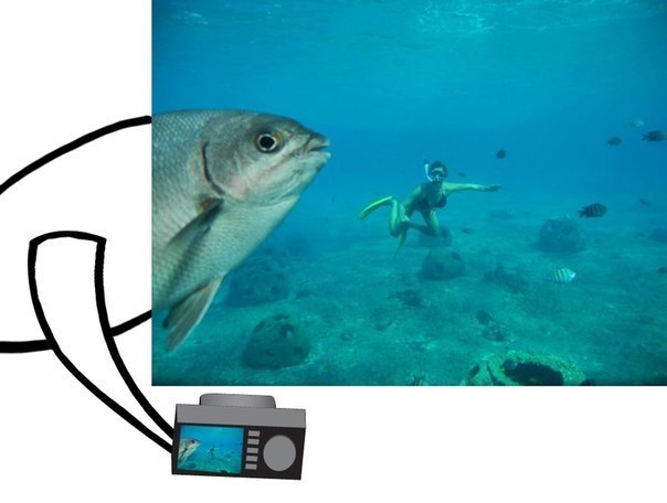 604x456, 41 Kb / лук, рыба, фото, водолаз