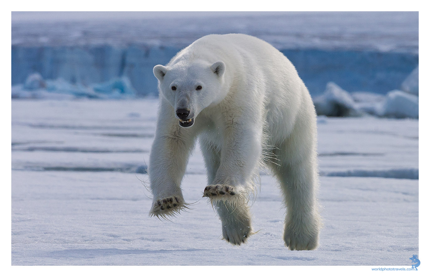 1372x885, 241 Kb / когти,зубы,мех,снег