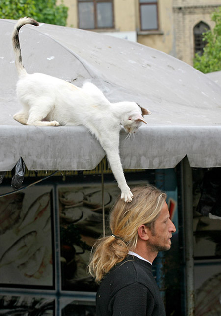 450x641, 65 Kb / Кот, мужик, патлатый, лапа