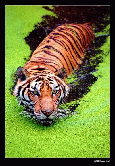 400x578, 64 Kb / тигр, водоём, ряска