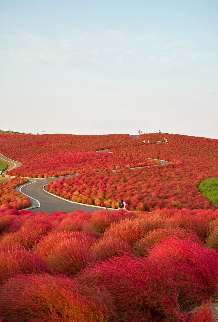 745x1100, 284 Kb / Hitachi Seaside Park, Япония, парк, растения