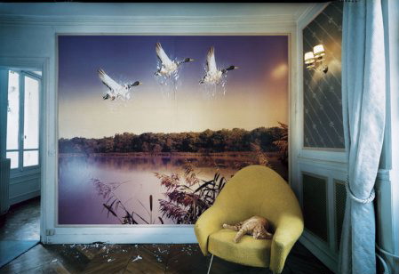 449x308, 36 Kb / фотообои, утки, кот