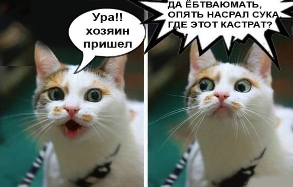 585x373, 40 Kb / кот, хозяин, насрал